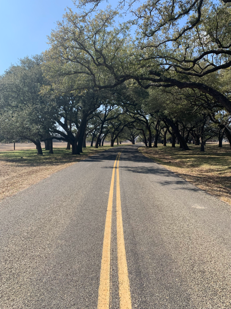 Road winding through LBJ Ranch under live oaks.